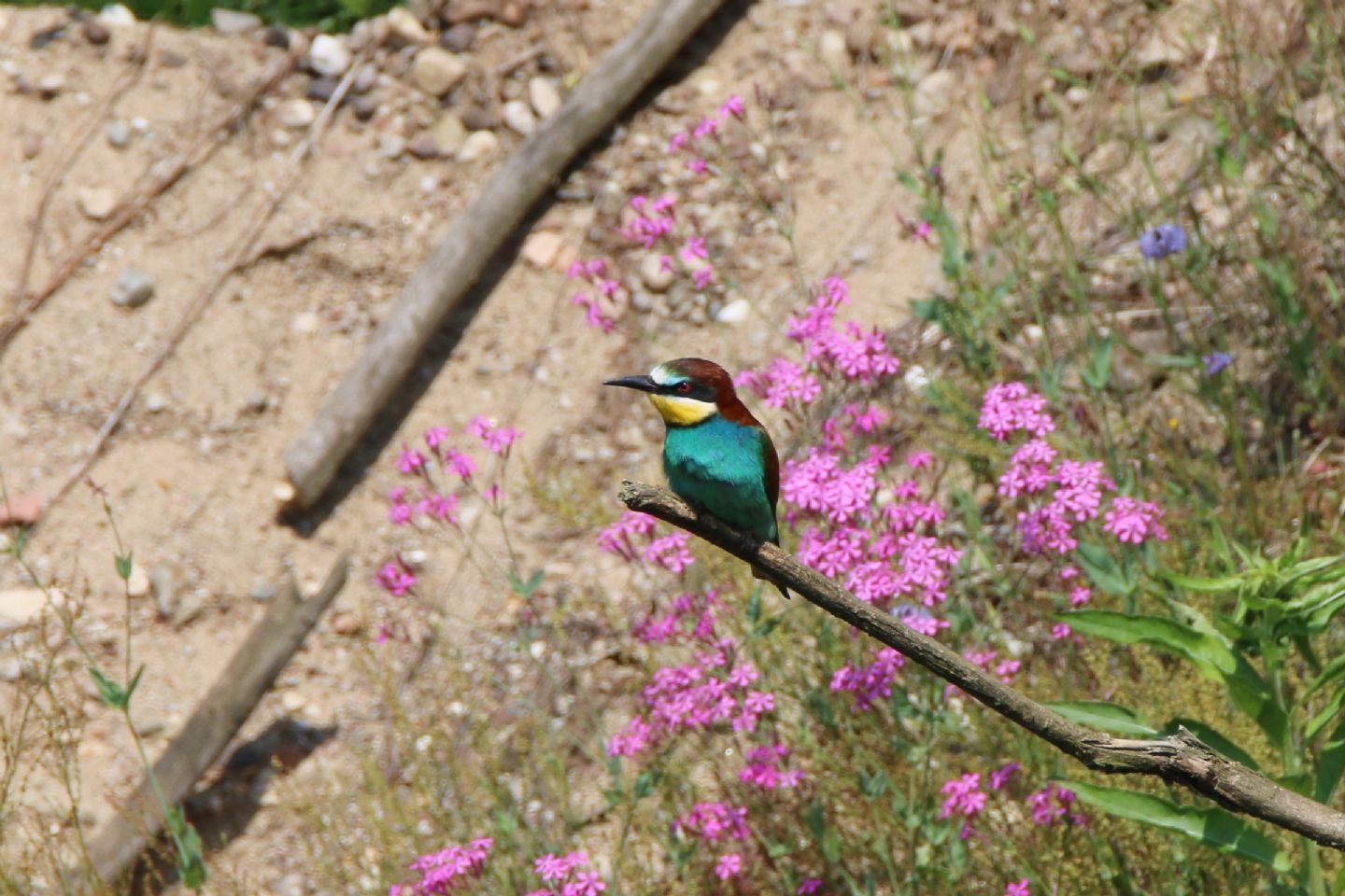 Gruccioni (Merops apiaster)